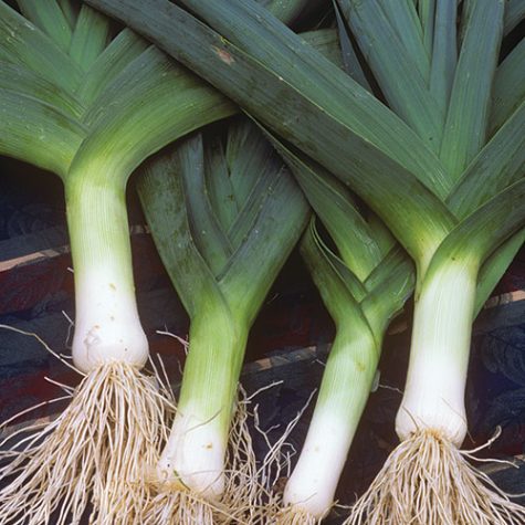 The Leek: Top 5 Ways to Get a Heat Stroke During Summer Vacation