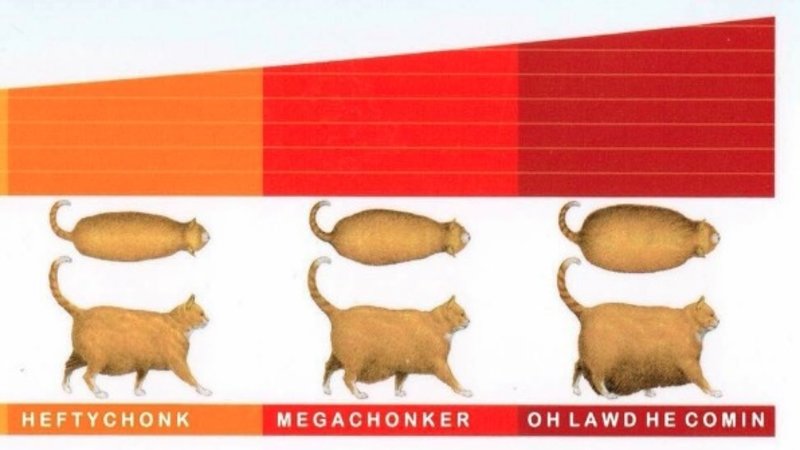 Cat Size Chart Chonk