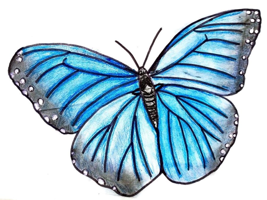 Image+via+Ology+Draw+A+Butterfly+Challenge