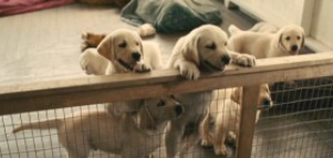 Image from Marley & Me (2018)