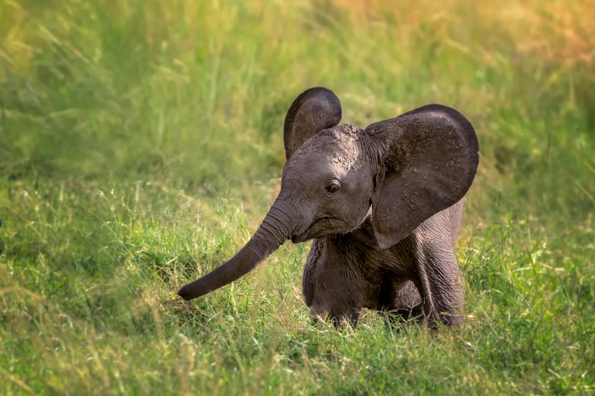 The+Need+To+Protect+Elephants