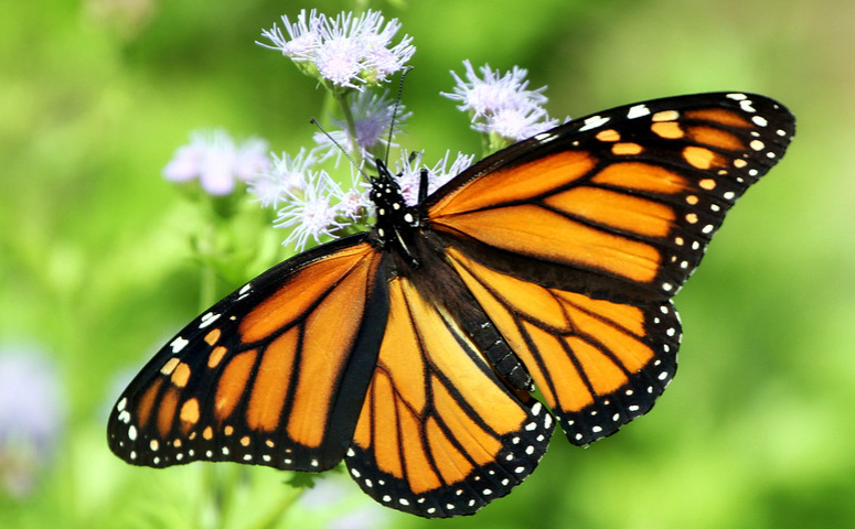 The Monarch Butterflies