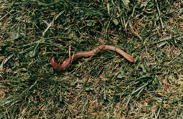 Image via Pexels.com